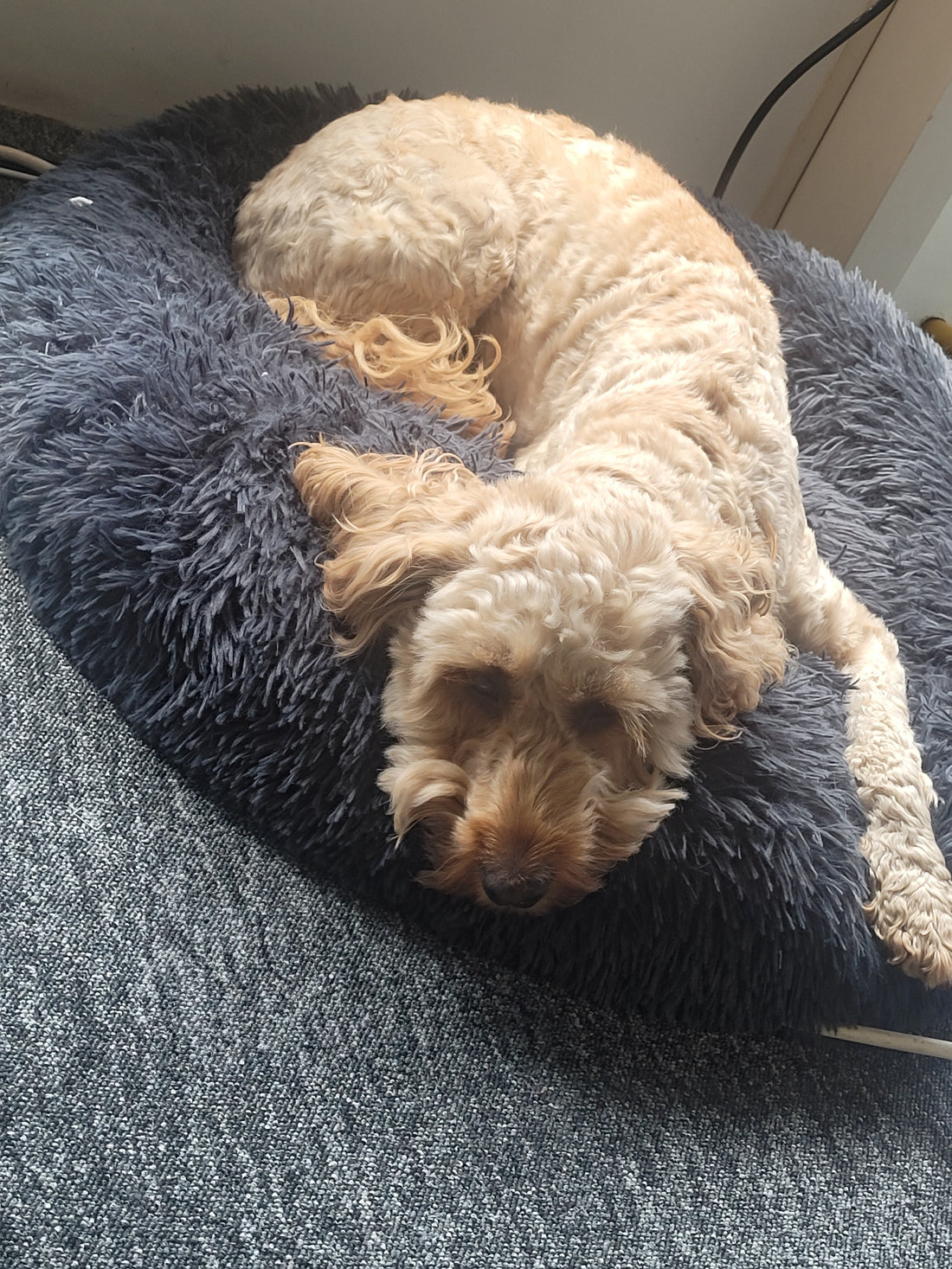 Curly cream dog resting on a dark grey cushion on trade counter flooring supplies Potters Bar carpet Mavis The Warehouse Dog